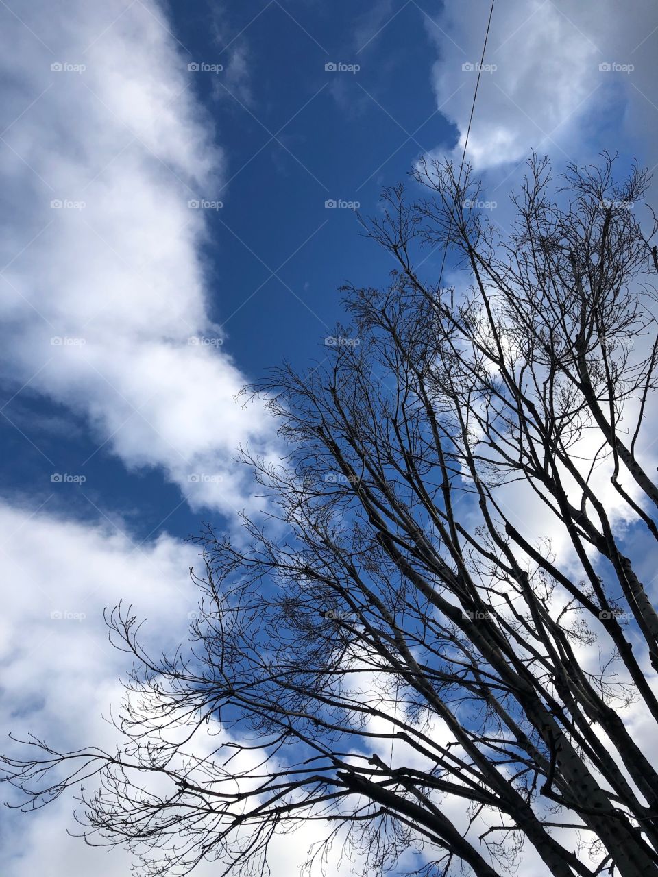 A Line In the Tree (Sky’s View)