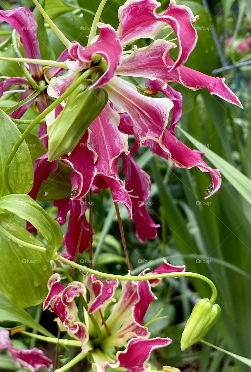 Flame Lilly 