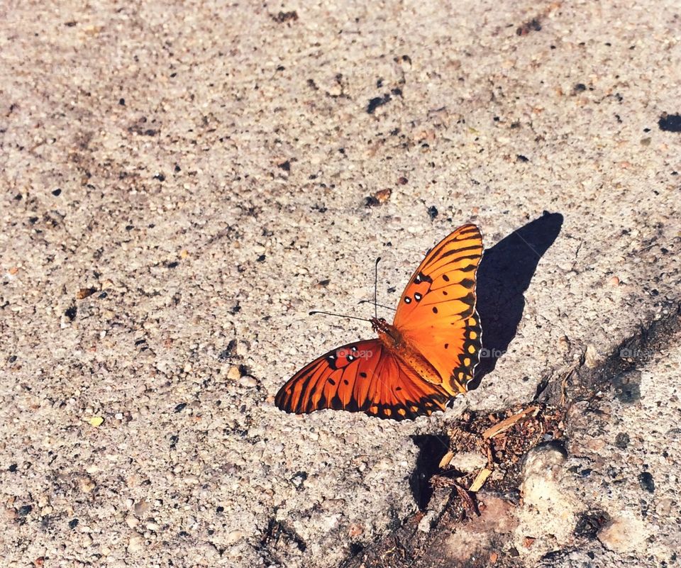 Butterfly on the sidewalk 