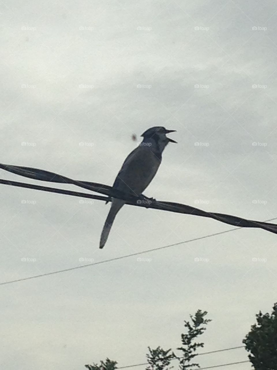 Beautiful bluejay