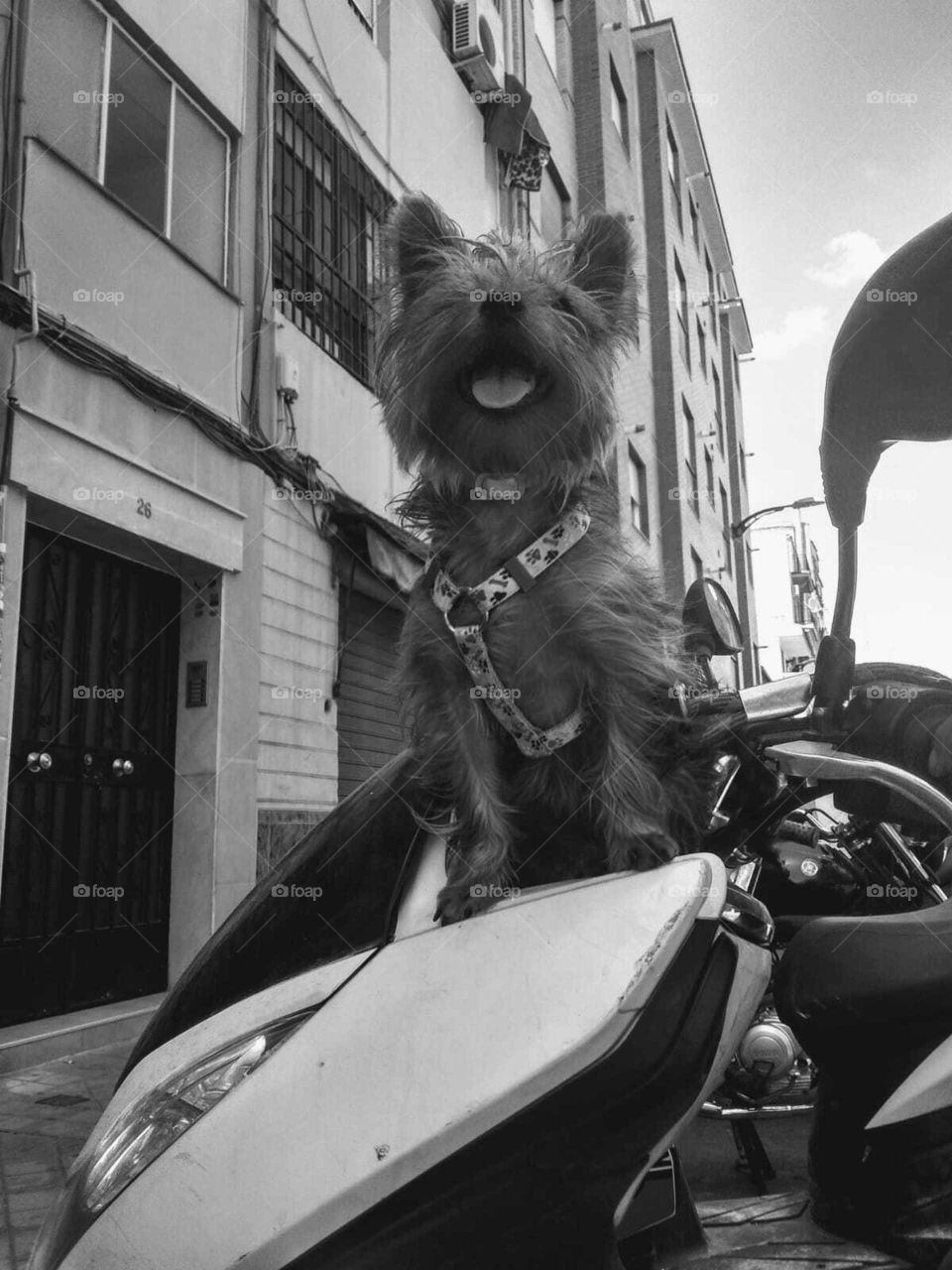 happy photo  Yorkshire  in street crazy dog