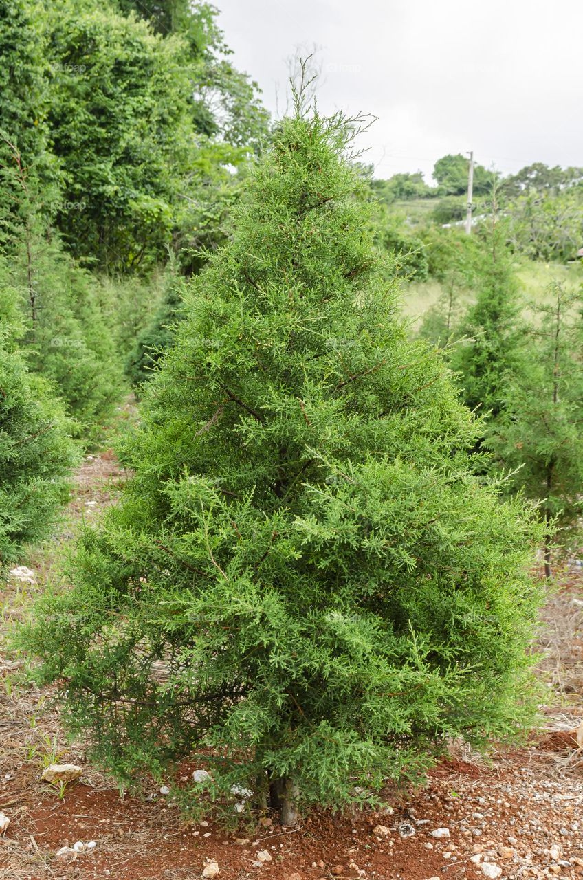 Lemon Cypress Tree