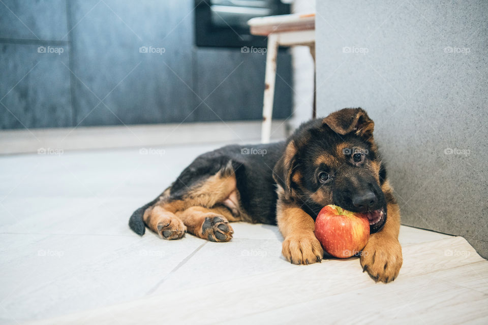 A puppy loves apples