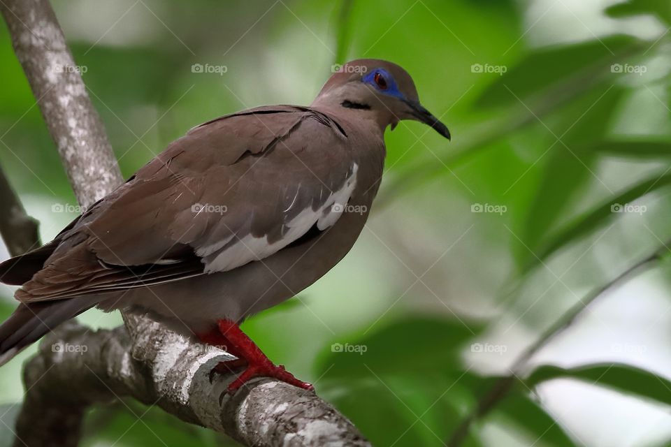 White Winged Dove