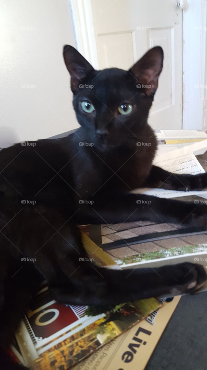 Black kitty cat relaxing on the newspaper