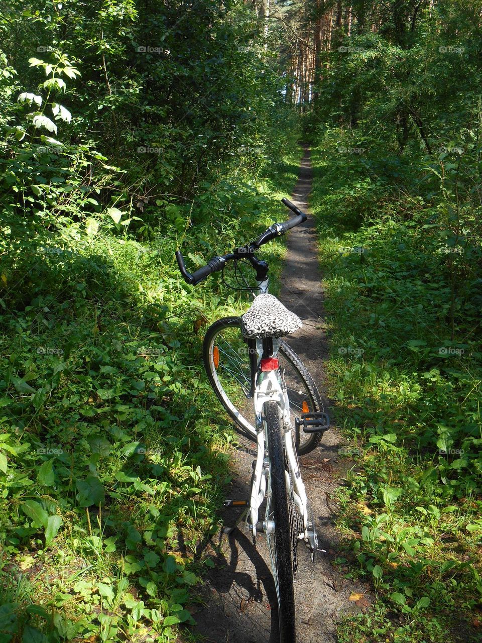 bike on a forest road