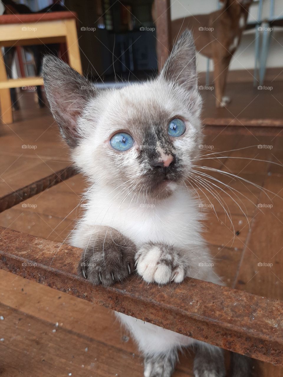 Mergulhada na pureza deste olhar.