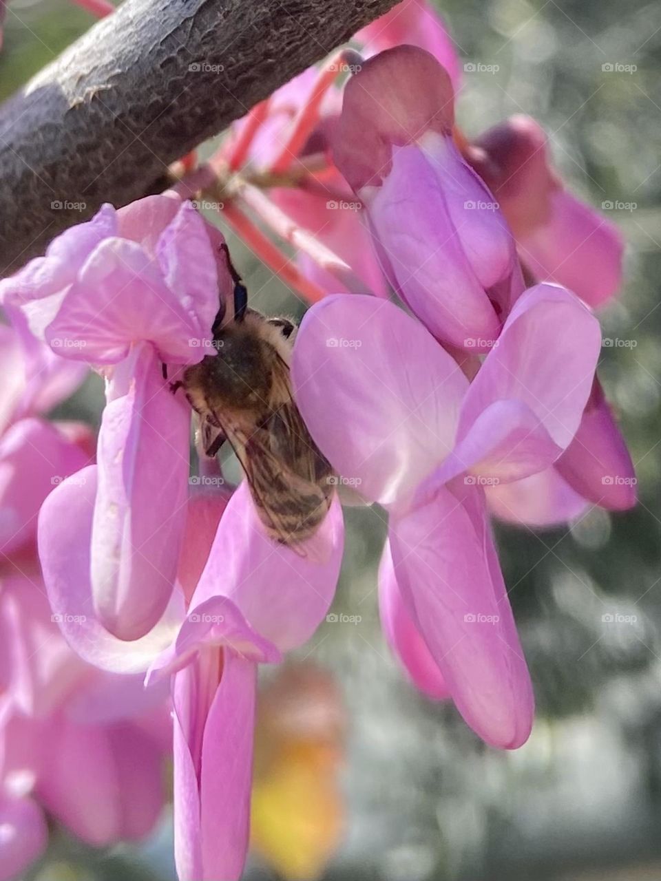 A bee gathering pollen from a pink flower in spring.