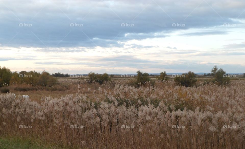 Reed in Camargue in Arles in France