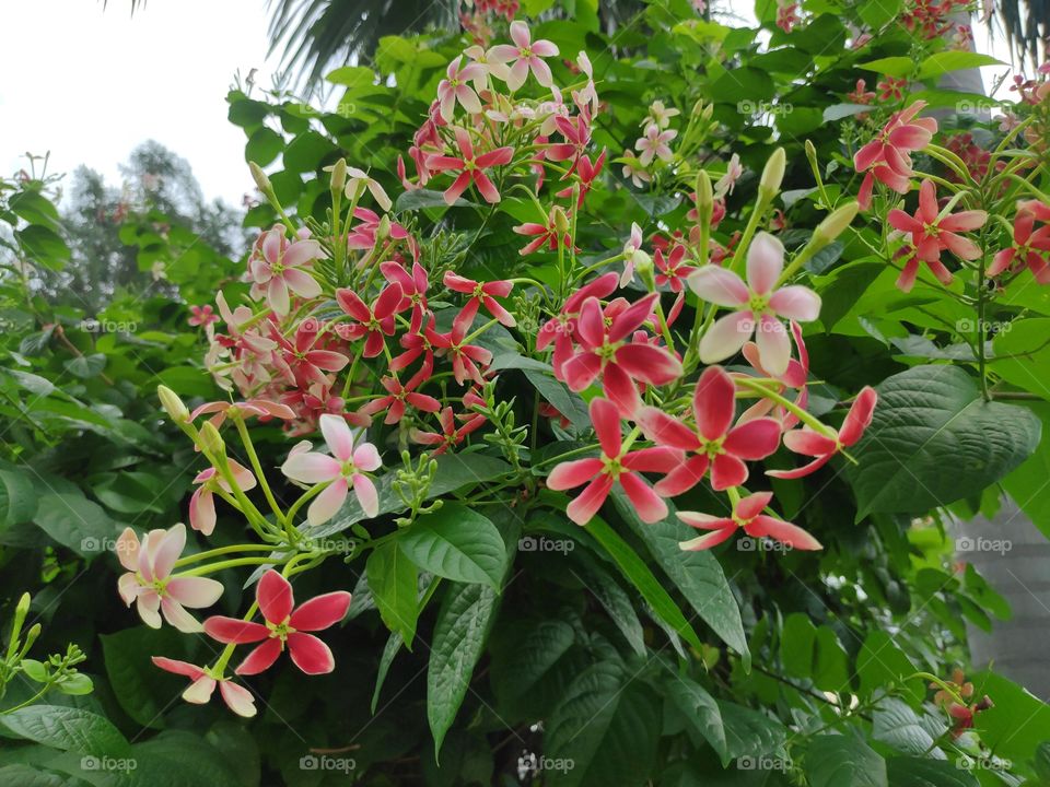 a image of beautiful flowers