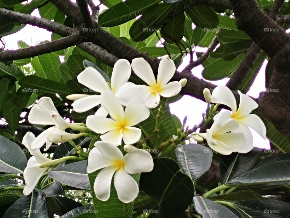 white flower. while flower