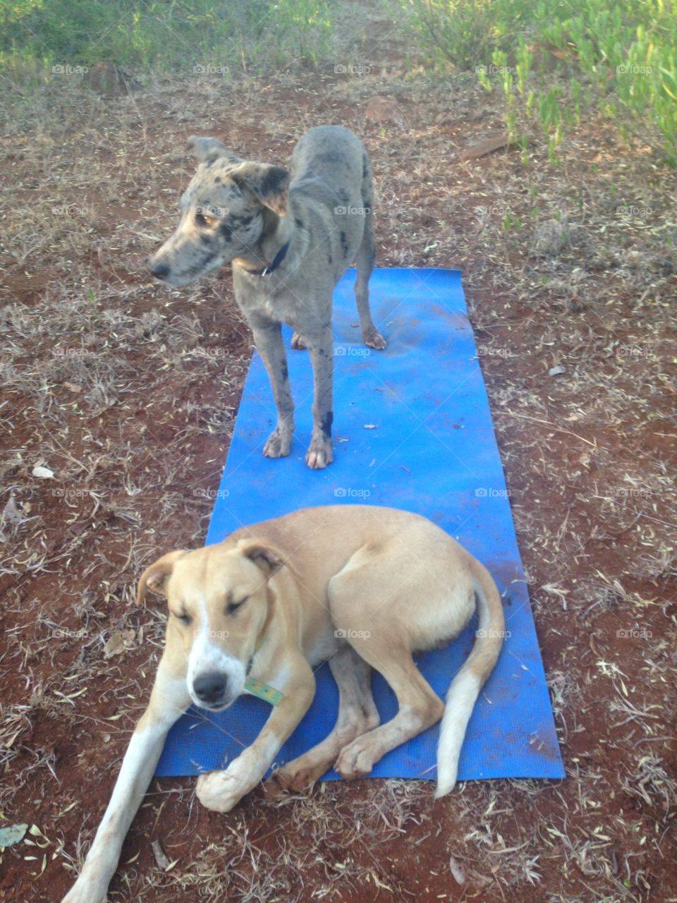 Downward dogs ready for their yoga class 