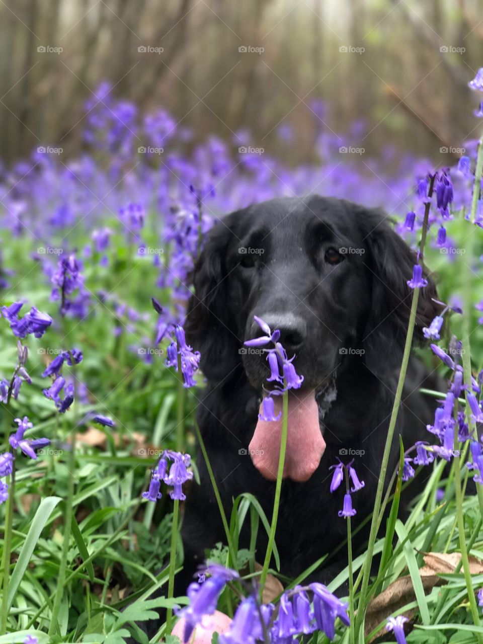 Beautiful shot of flatcoat retriever in the bluebells 