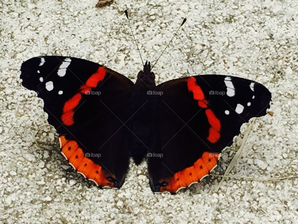 Close-up of butterfly