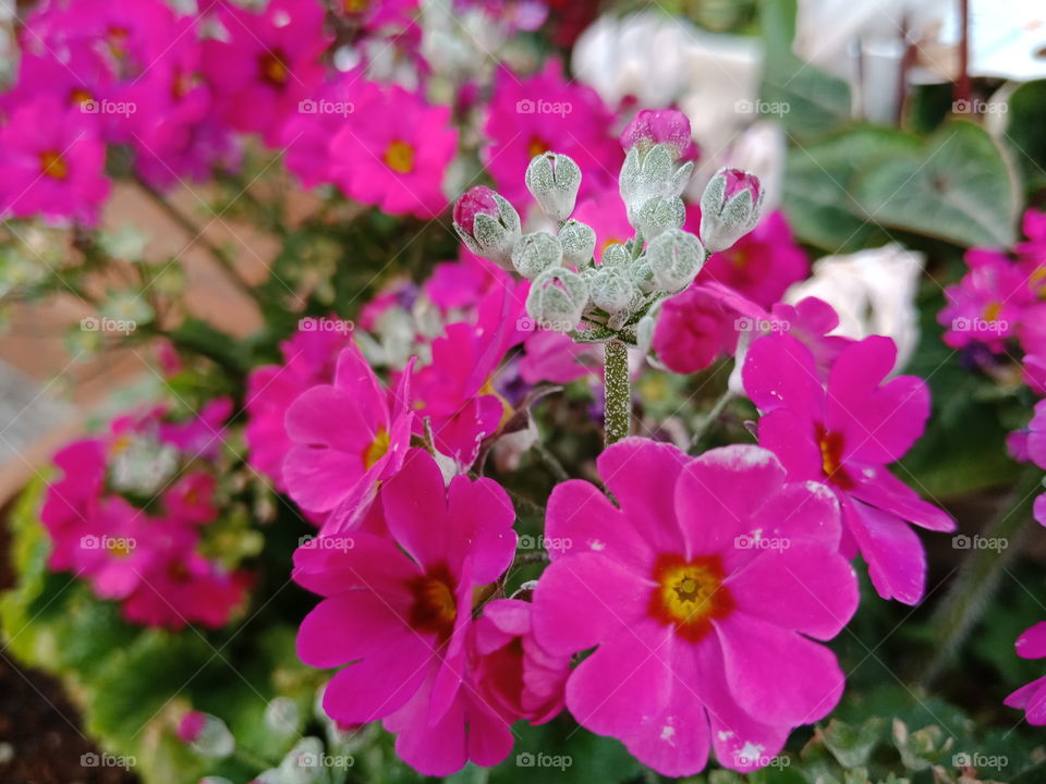 beautiful flowers in winter season, Tokyo, Japan