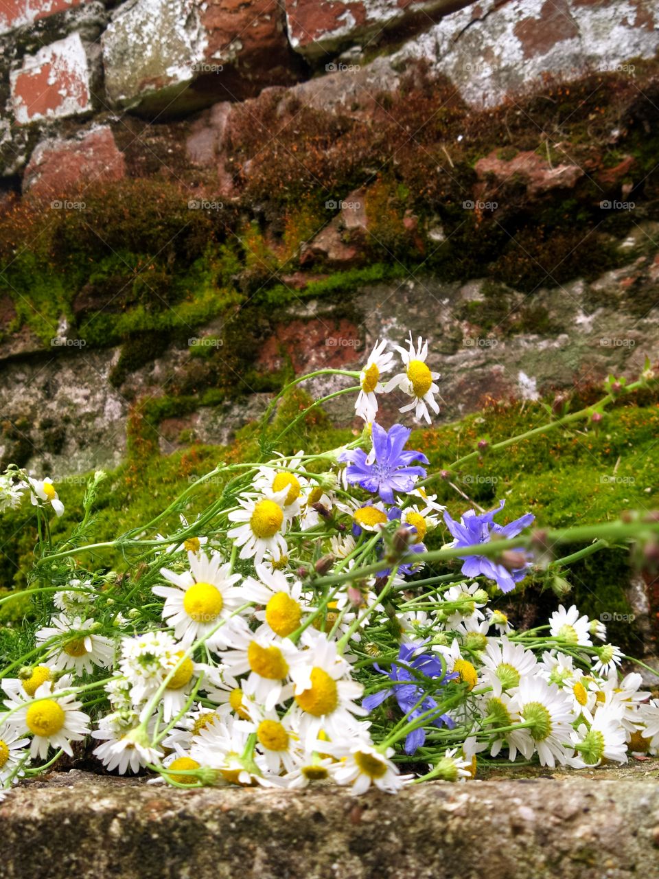 A bouquet of white daisies and blue chicory on the old staircase.  In the background, an old brick wall covered with green moss