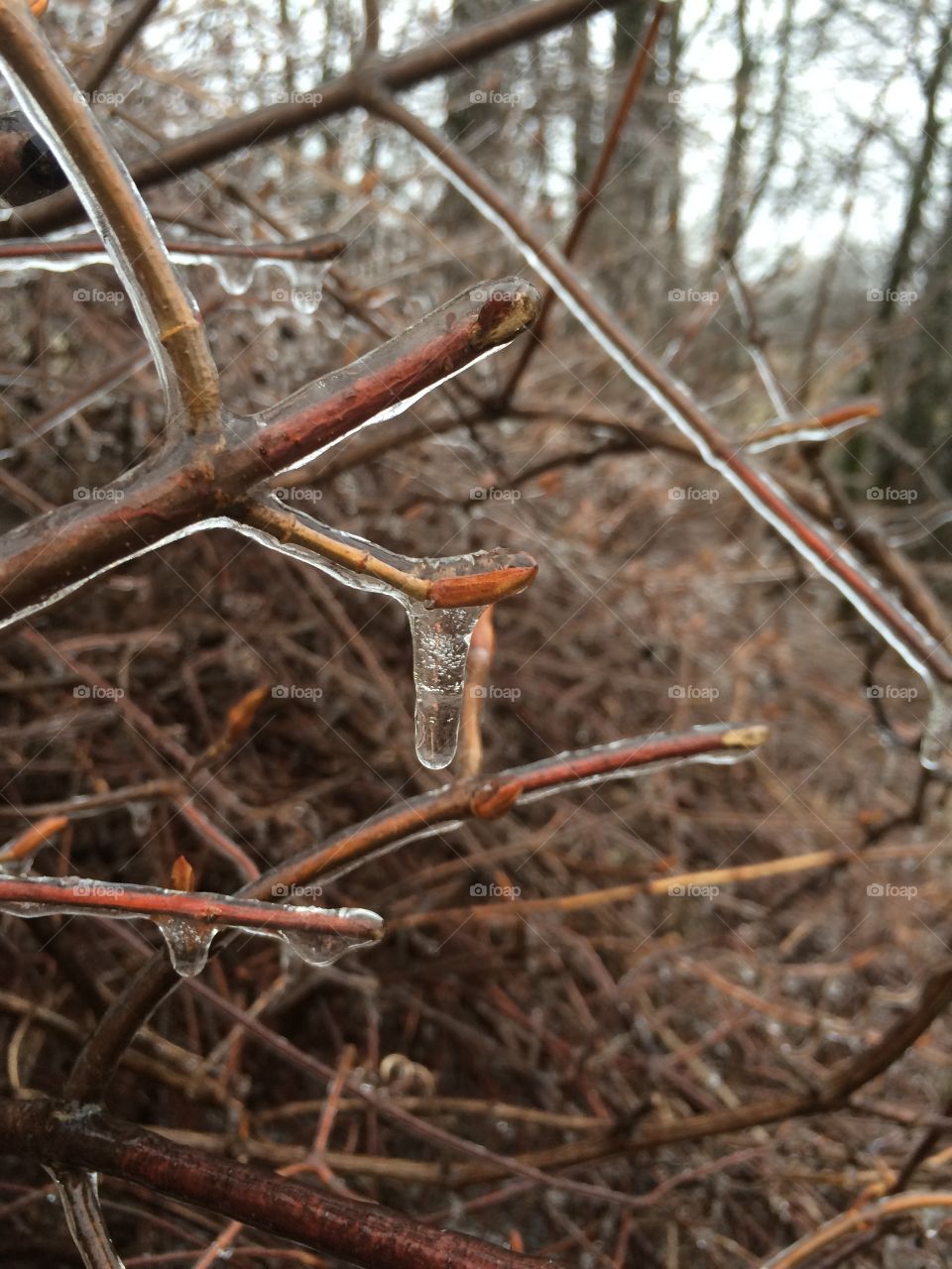 Ice on trees 