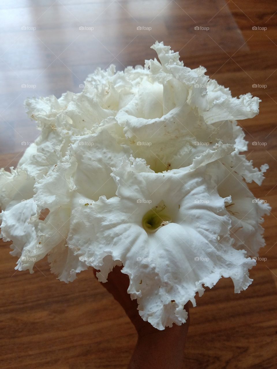 White Dolichandrone Serrulata Flowers