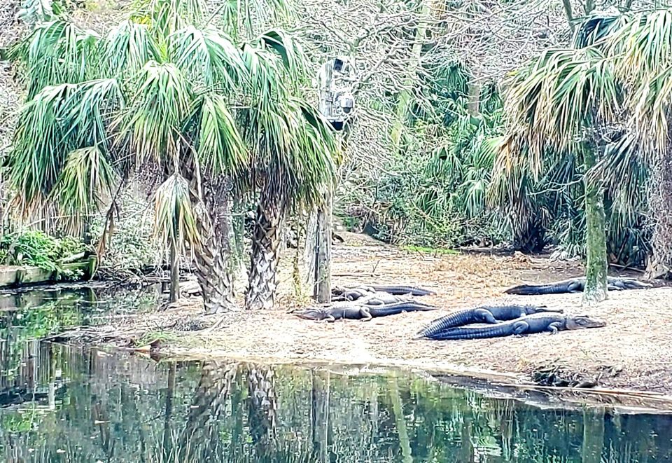 island of alligators