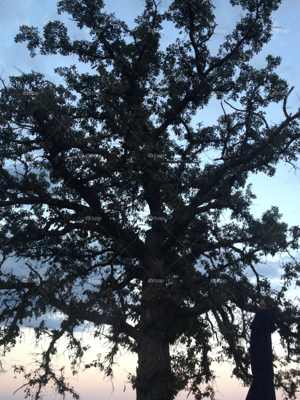 Birchmont tree