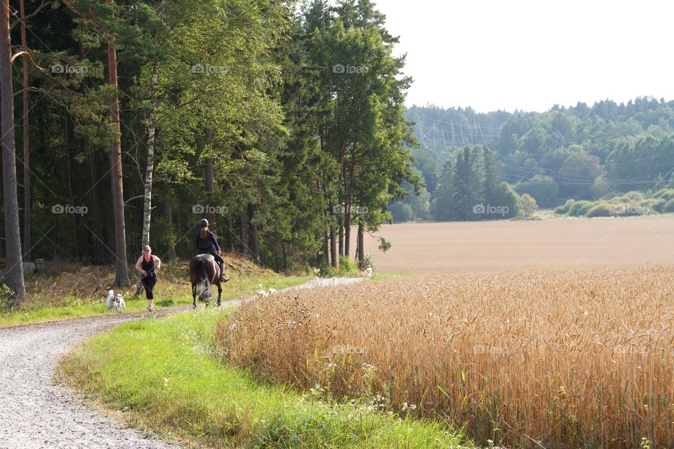 Harvesting time. Woman riding horse at the wheat fields 