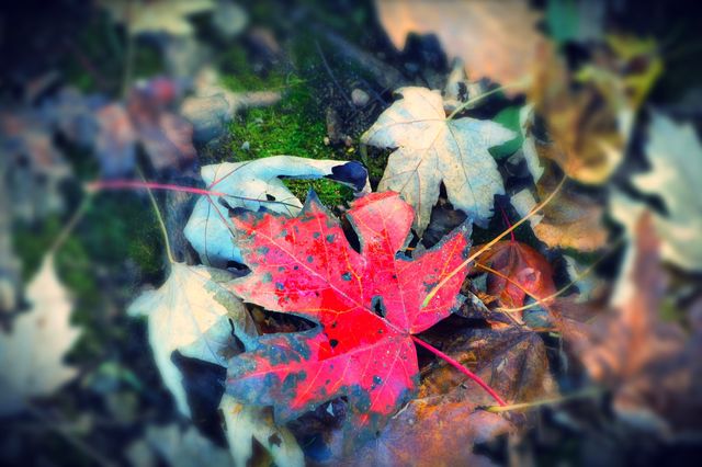 Beautiful, colorful Fall leaves -Pure Michigan