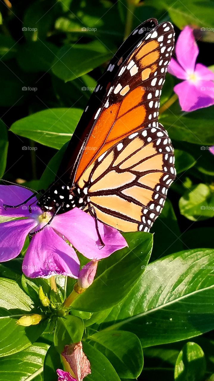 The beauty and miracle of the butterfly never gets old!!