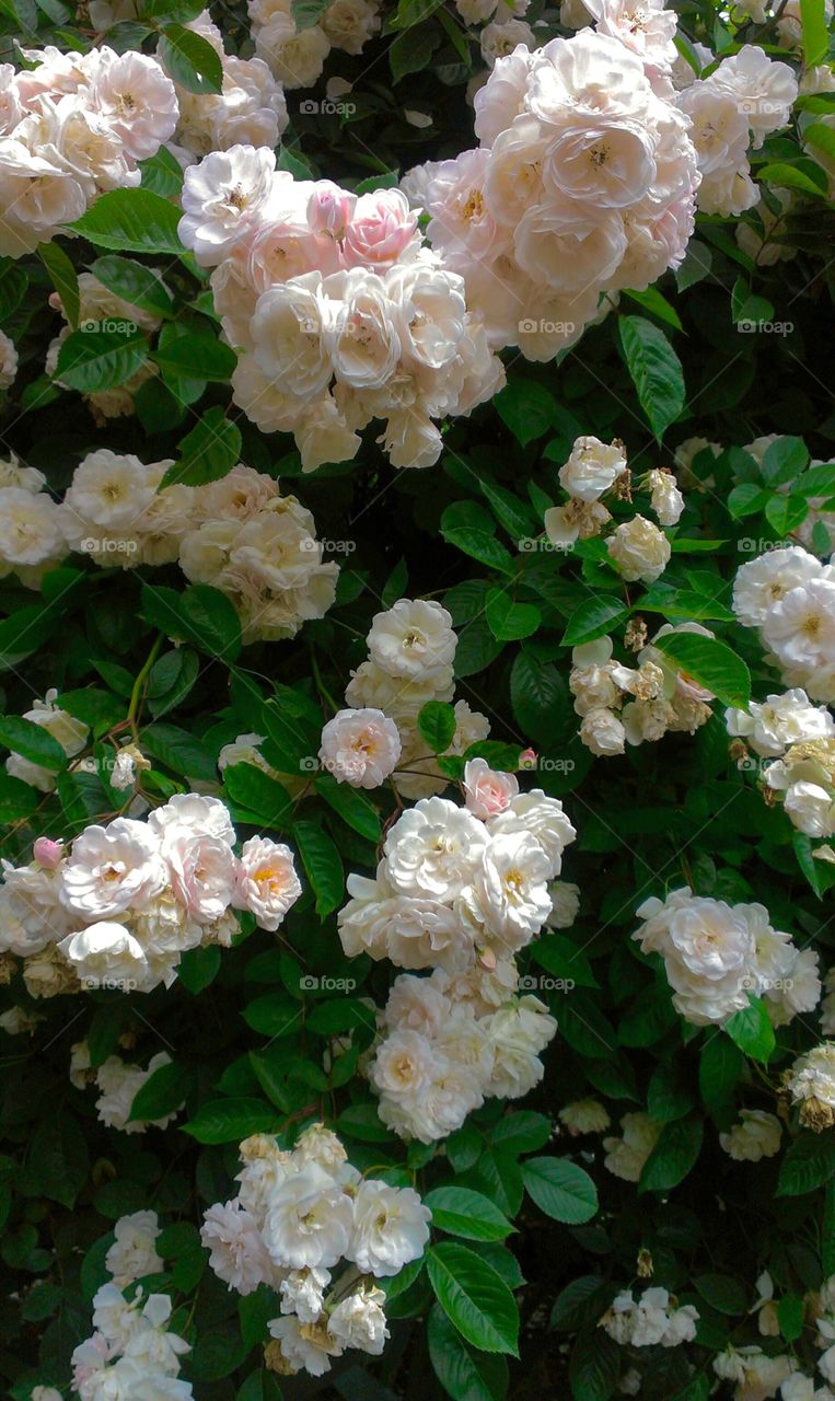 Wall of Roses