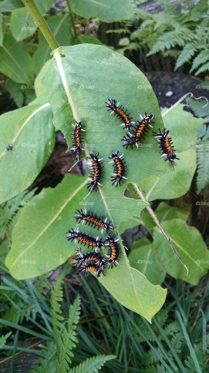 caterpillar carnage
