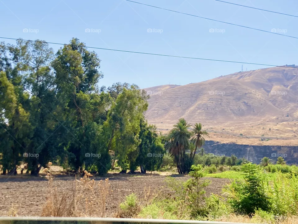 Trees and mountains 