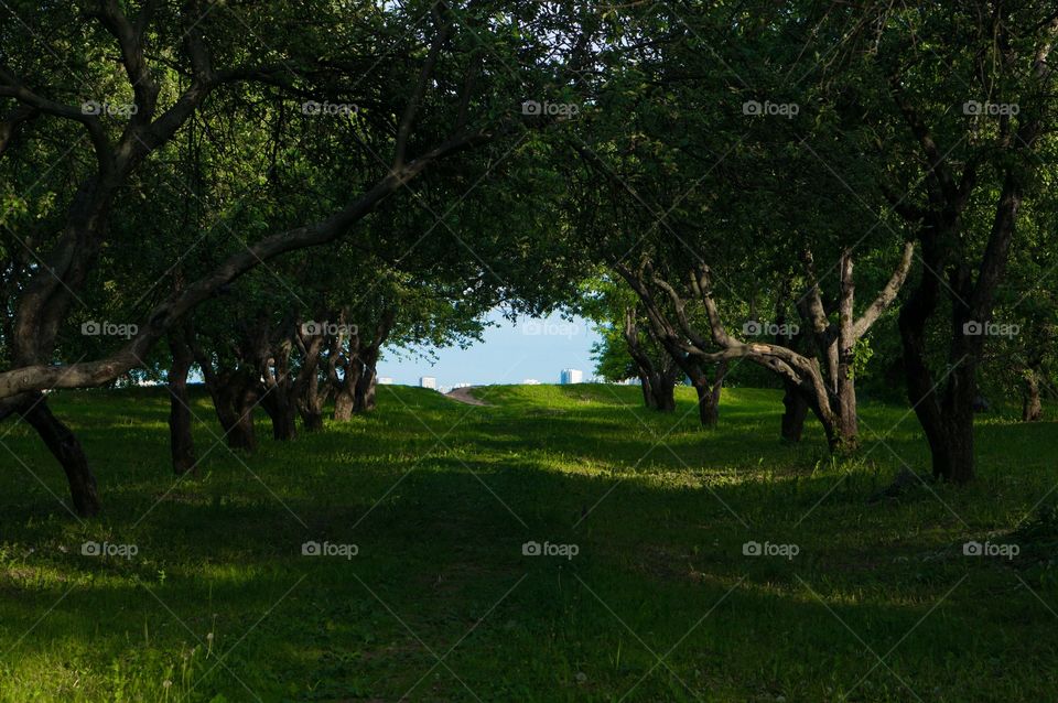 Tree, Landscape, No Person, Grass, Nature