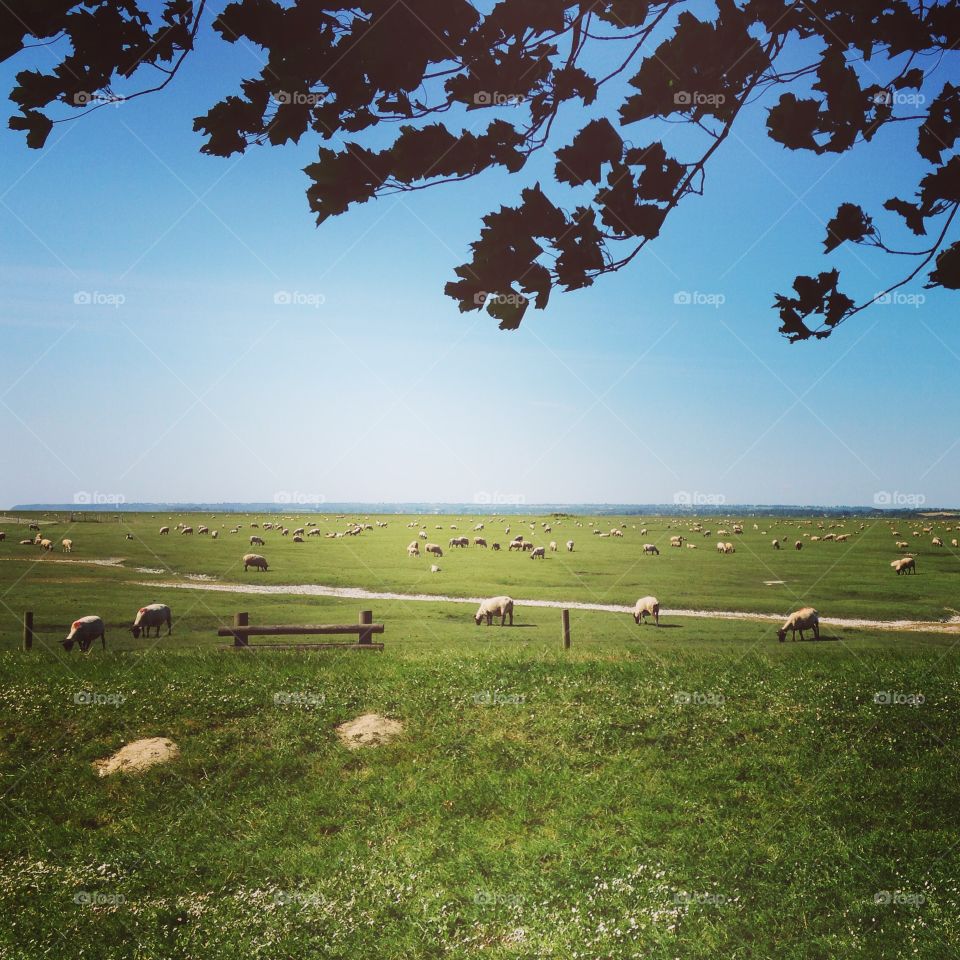 Landscape, Agriculture, Grass, Field, Farm