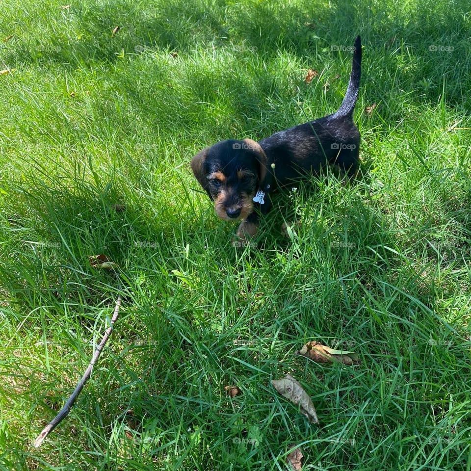 Jamnik szorstkowłosy