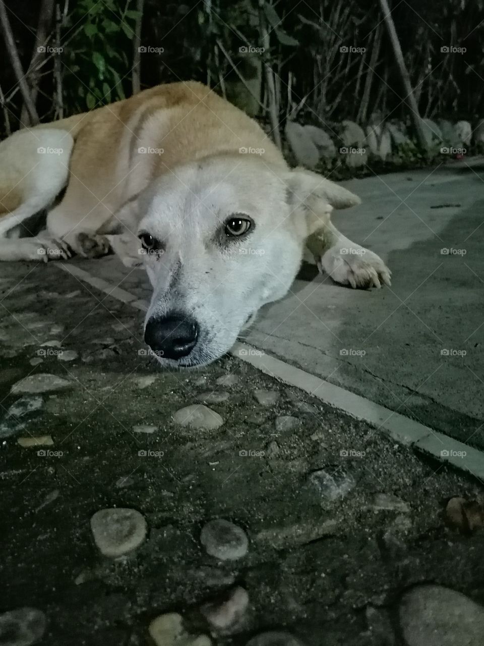 Dog sitting in relax mood on ground at night.