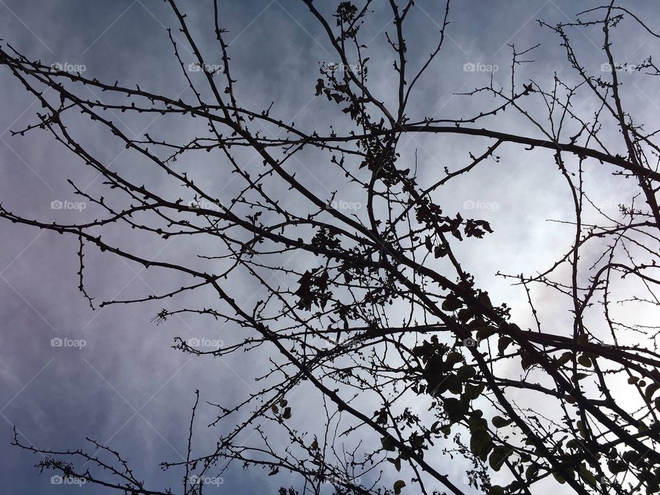 Branches meet sky 