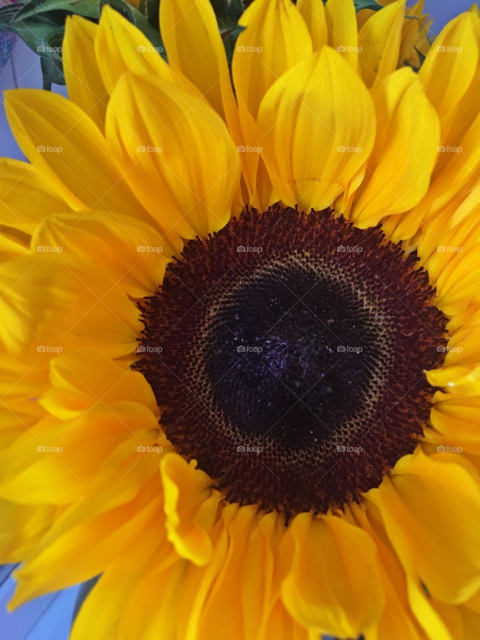 Close up of Sunflower 