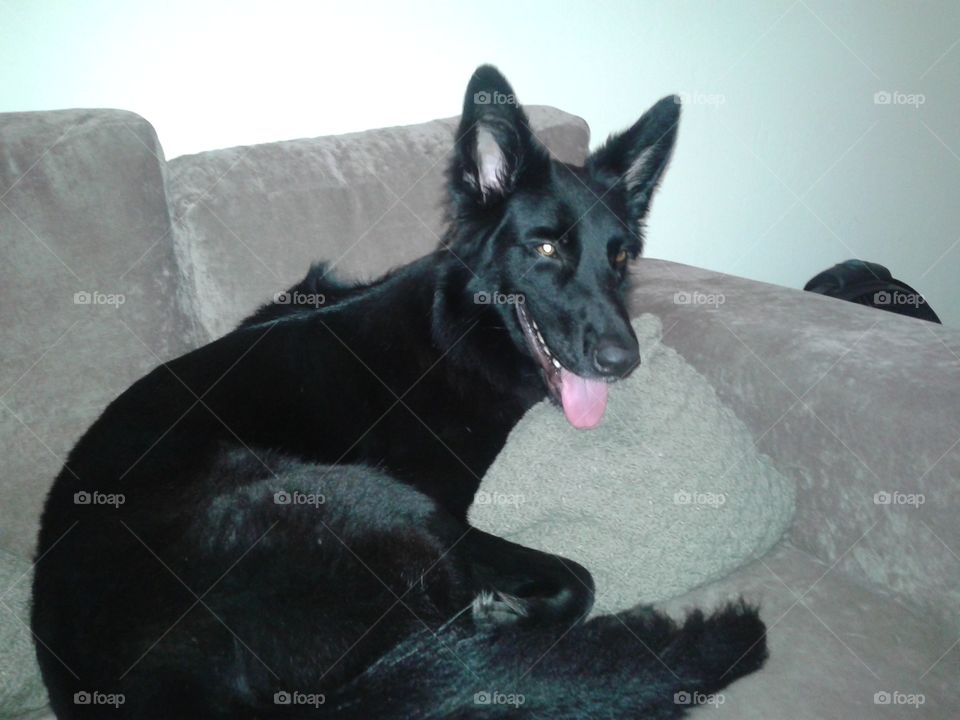 I am a Belgian shepherd with a lovely smile