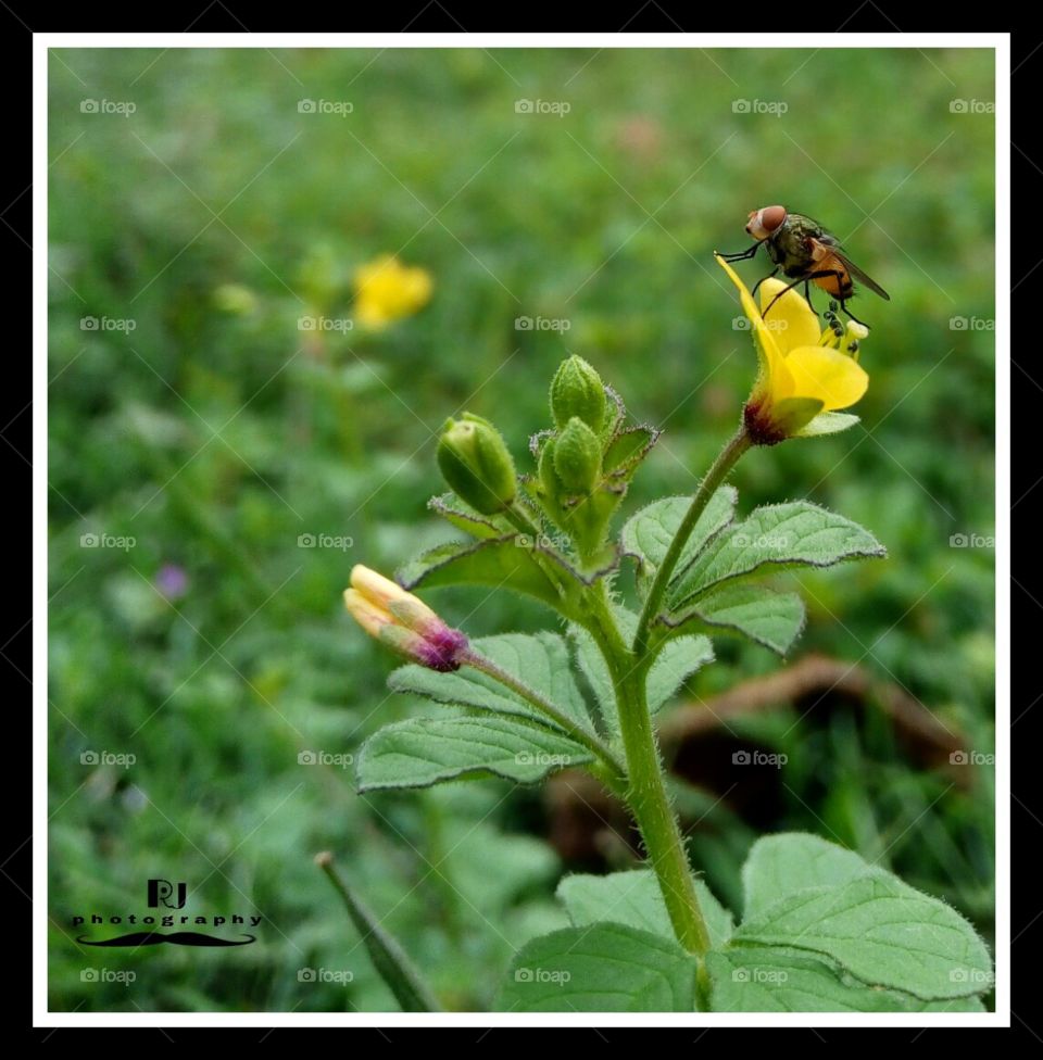 yellow flower & fly