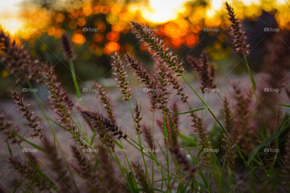 Flower, Nature, Garden, Field, No Person