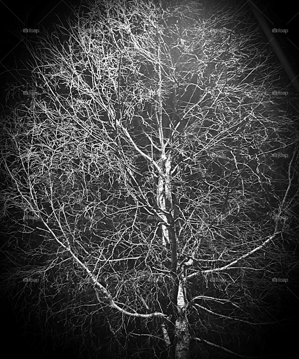 tree by night