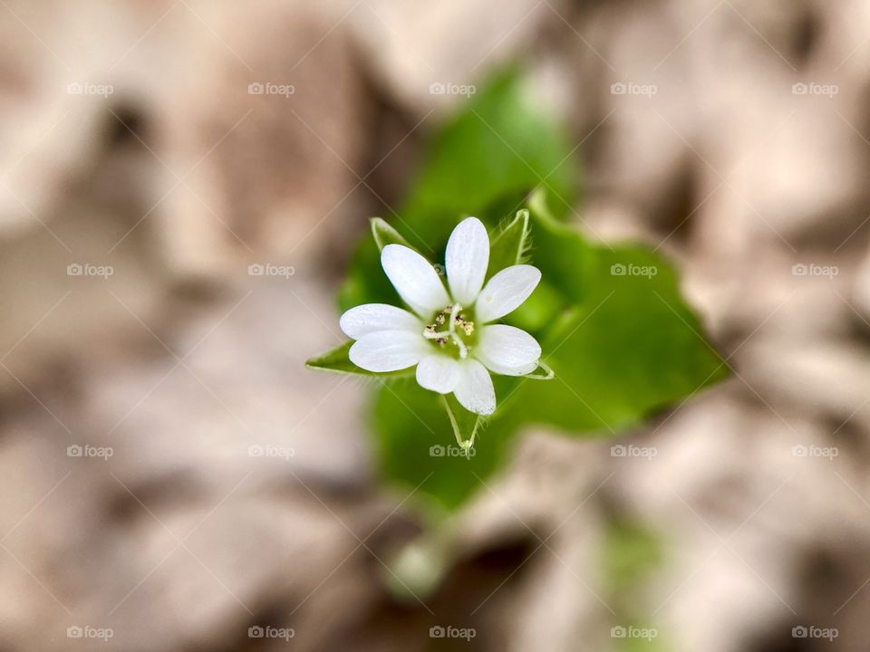 Spring white flower in the forest 
