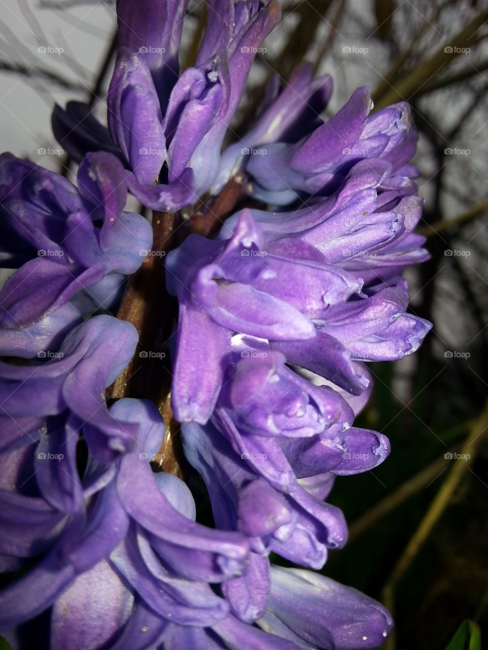 On a Cool March Morn'. Grape hyacynth on a cool March morning.