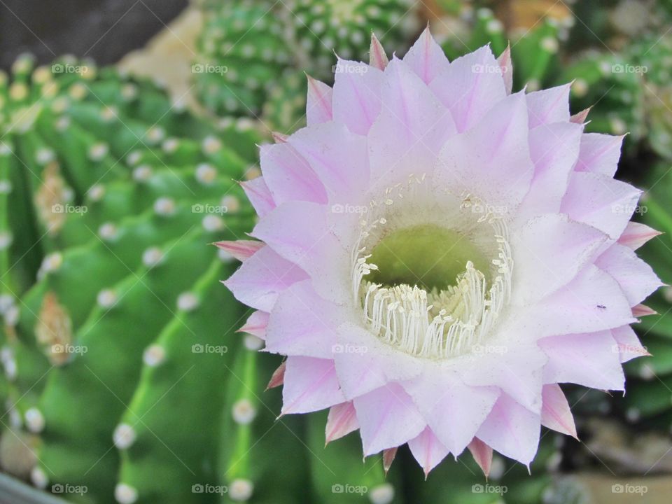 cactus flower