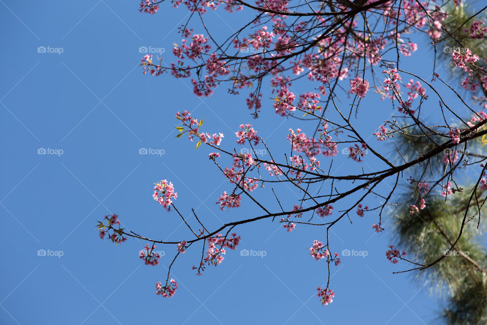 Sakura flower in Thailand 