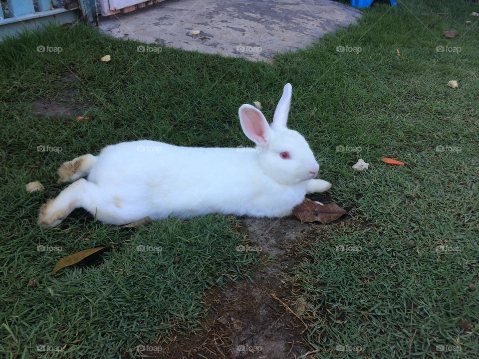  rabbit lying on the floor.