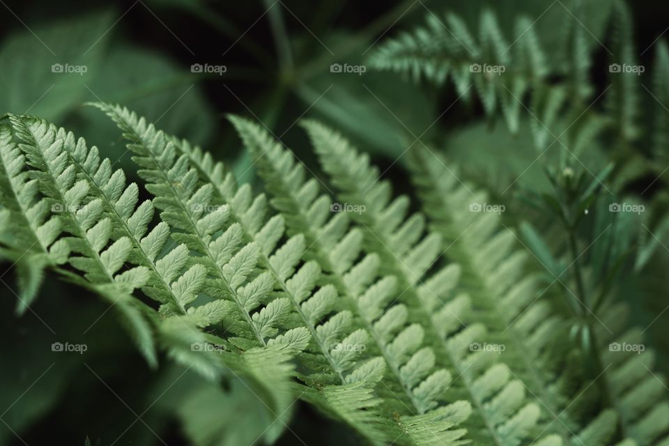 Close up of fern