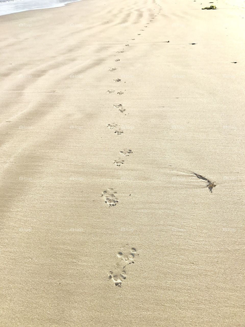 Sand, Beach, Footprint, Desert, Seashore