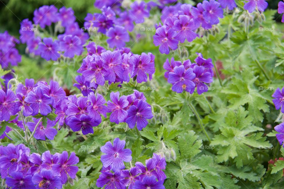 Midsummer flowers (geranium sylvaticum) . Midsummer flowers (geranium sylvaticum) 