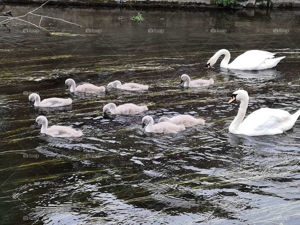 Swans with signets.