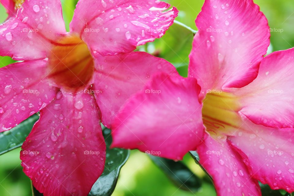 a pair of blooming vibrant pink desert rose flowers